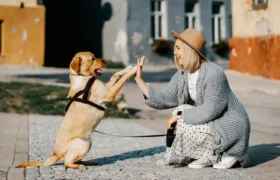 5 Tanda Anjing Mempercayai Anda Menurut Dokter Hewan